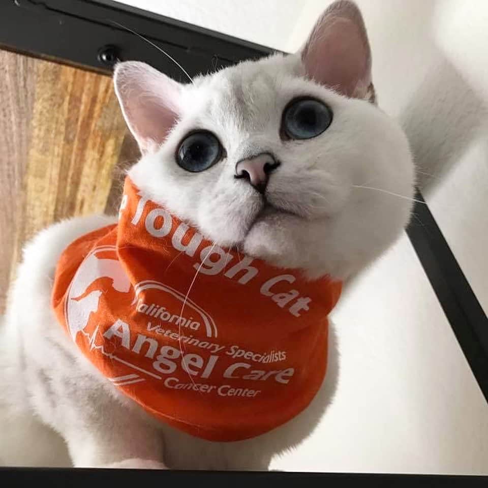 ミスター・ホワイトさんのインスタグラム写真 - (ミスター・ホワイトInstagram)「Celebrating 7 years of cancer free. I was diagnosed with Kidney’s lymphoma about 7.5 years ago and went through 24 weeks of chemotherapy. Today I’m celebrating 7 years in remission. Cheers to many many more years together with all of you. I love you ❤️   #cancersurvivor #remission #kitty #meow #catsofinstagram」10月6日 11時52分 - white_coffee_cat