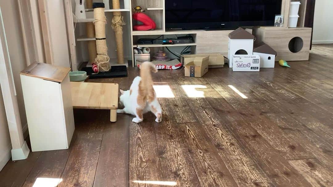 いちタルのインスタグラム：「🐈🐈🐈🐈🐈🐈 大暴れして 姉のオケツ嗅いで 最後に感想 なんて言ったかは ご想像にお任せ 🐈🐈🐈🐈🐈🐈 #猫 #ねこ #ネコ」