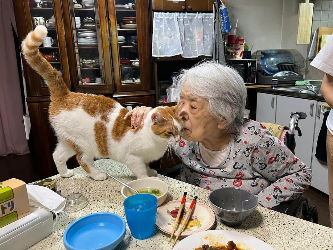 Kachimo Yoshimatsuのインスタグラム：「ナオさんのところに行くのに 必ずバーバの前を通る。 すると 必ずバーバに捕まり チューされる。  おいちゃんもバーバも わかってやってる｡  #うちの猫ら #猫 #ねこ #oinari #ニャンスタグラム #にゃんすたぐらむ #ねこのきもち #cat #ネコ #catstagram #ネコ部 http://kachimo.exblog.jp」