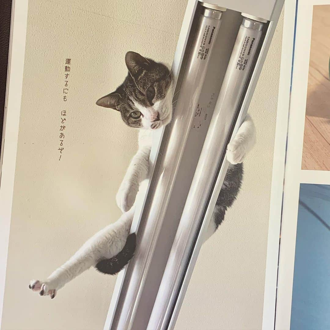 ?りっこ?さんのインスタグラム写真 - (?りっこ?Instagram)「＊ ＊ 🐈‍⬛ Usako 🐈‍⬛  見るだけで自律神経が整う かわいい ねこ写真 に 載せて頂いた ページです🐾  セブンイレブンがメインですが 一部、ミニストップなどでも お取り扱いのある店舗があるとのこと（全店ではないようです） またネット書店でお取り扱いがございます。  是非 皆さま♡も 癒されて下さい🐈‍⬛   ◌⑅⃝♡*ℋᵅᵖᵖᵞ*♡⑅⃝◌  ＊ ＊ #cats_of_instagram  #TheDailyKitten  #cats_of_world #balousfriends  #catloversclub  #cat_features #catstocker #themeowlife  #sweetcatstime  #thedailykitten #cats_of_instworld #IGersJP #happypetclub #bestmeow #保護猫 #ナニコレ珍百景  #cute  #catsfollowers  #pleasantcats  #catsofday #happycatclub #sweetcatclub #catsnet #instacat_meows #cutieanimalspage #cutecatshow  #thedailykitten #dailycatshow #にゃんグラム #nyancon01 ＊ ＊ 🌿🌿🌿🌿🌿🌿🌿🌿🌿🌿🌿」10月6日 12時55分 - usako_honma