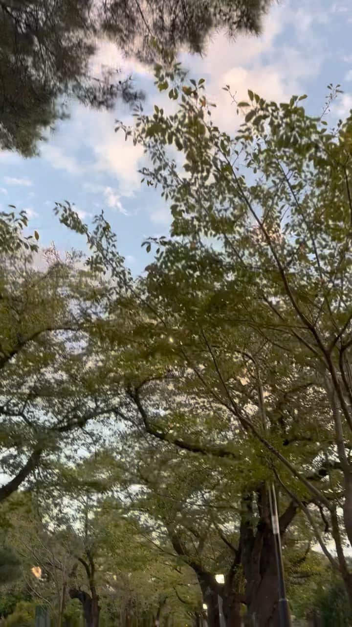山本彩未のインスタグラム：「帰り道🍂  #秋#🍂#10月」