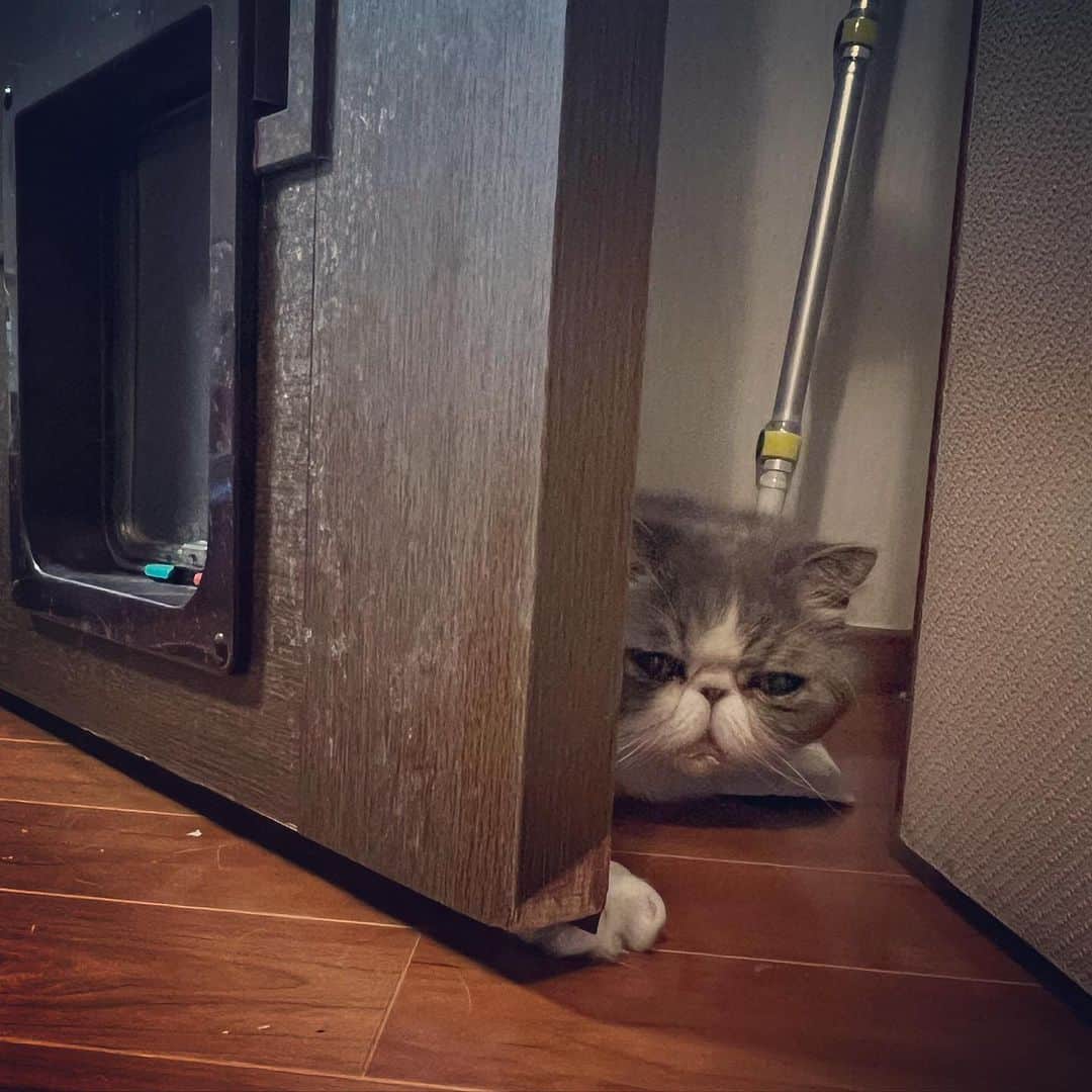 のインスタグラム：「隠れのレベルが高い🚪🐈  #ムスカ #エキゾチックショートヘア #ねこすたぐらむ #ふわもこ部 #にゃんすたぐらむ #ねこ部 #にゃんこ #ねこのいる生活 #ねこのきもち #猫写真 #猫大好き #ペコねこ部 #ねこバカ #愛猫 #냥스타그램 #귀여워 #猫咪 #catstagram #kitty #petstagram #instacat #meow #catoftheday #ilovemycat #catstagram_japan #instagramcats #cutepets #Kedi #cat_of_Instagram #katter」