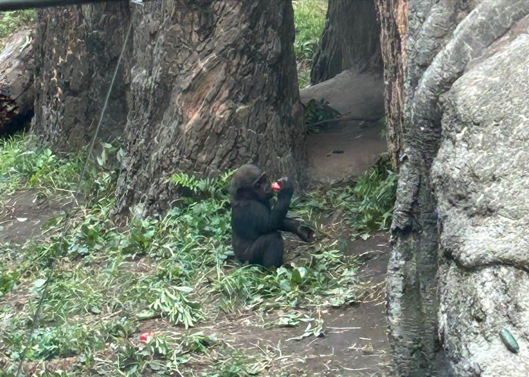 田中珠里さんのインスタグラム写真 - (田中珠里Instagram)「いっぱい歩いた日 上野動物園最高やった🦍 写真撮りまくってきたのと 目に焼き付けてきた。 1時間半ならぶパンダもみた。 東京タワーは久しぶりでした。 #動物園 #東京タワー」10月6日 23時41分 - shuritanaka_official