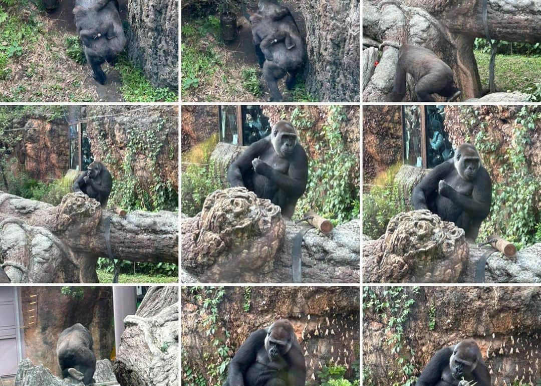 田中珠里さんのインスタグラム写真 - (田中珠里Instagram)「いっぱい歩いた日 上野動物園最高やった🦍 写真撮りまくってきたのと 目に焼き付けてきた。 1時間半ならぶパンダもみた。 東京タワーは久しぶりでした。 #動物園 #東京タワー」10月6日 23時41分 - shuritanaka_official