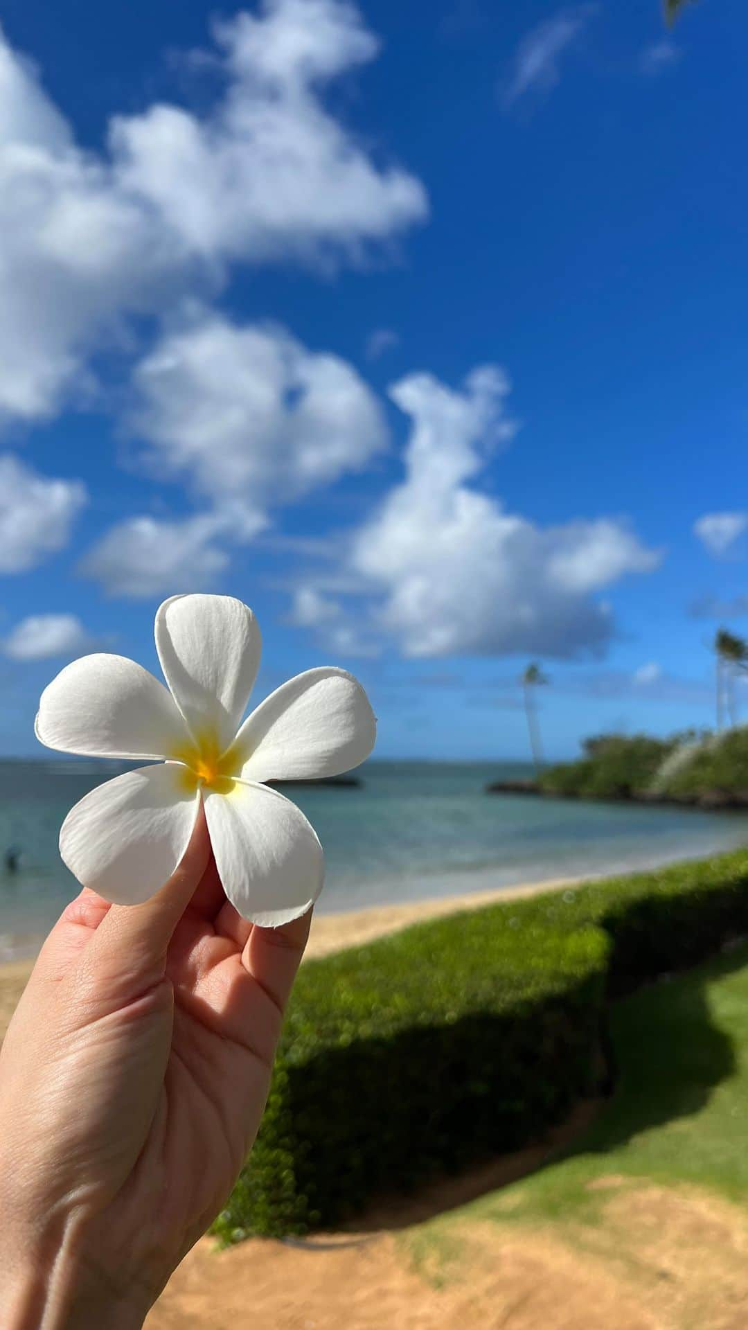 朝風れいのインスタグラム：「🩵💙🏝️💙🩵  朝ごはんの後のお散歩🩵  #trip #travel #hawaii #oahu #thekahala #thekahalahotelandresort #september #memories」