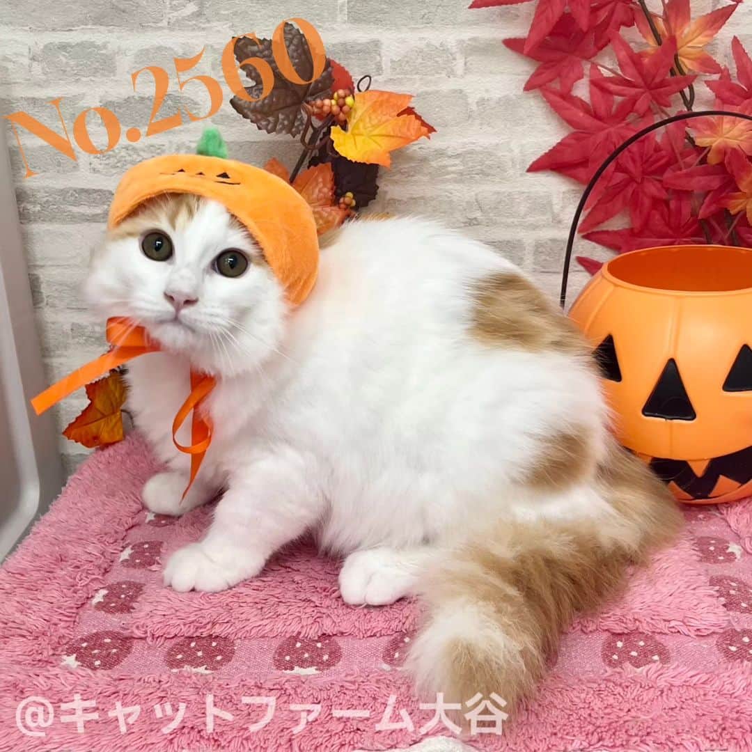 マンチカン(munchkin)キャットファーム大谷のインスタグラム