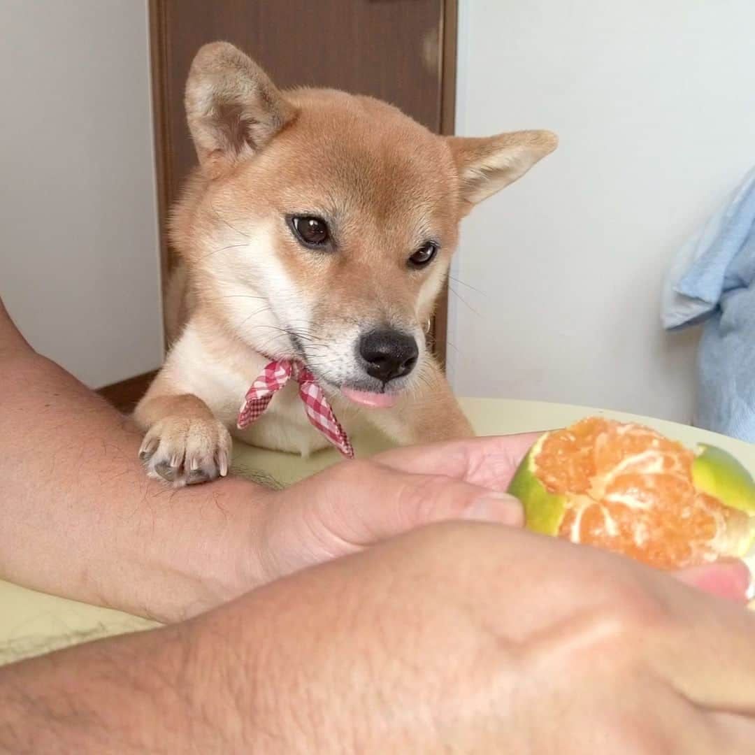 柴犬小春のインスタグラム：「みかんも好きです🍊 柴犬小夏。 小夏ってみかんあったよなーと調べてみたら、愛媛県伊予市のふるさと納税でニューサマー小夏ってのが出てきましたねー。 買ってみようかな？」