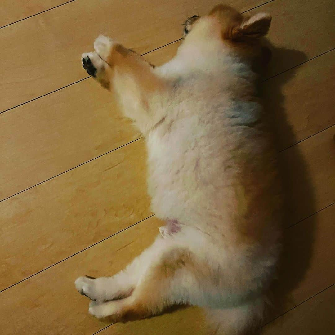 HIROKAZさんのインスタグラム写真 - (HIROKAZInstagram)「秋ポメラニアン🐶🍂💤」10月6日 16時33分 - hirokaz04ls