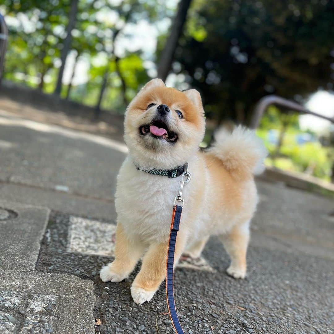 HIROKAZのインスタグラム：「秋ポメラニアン🐶🍂💤」