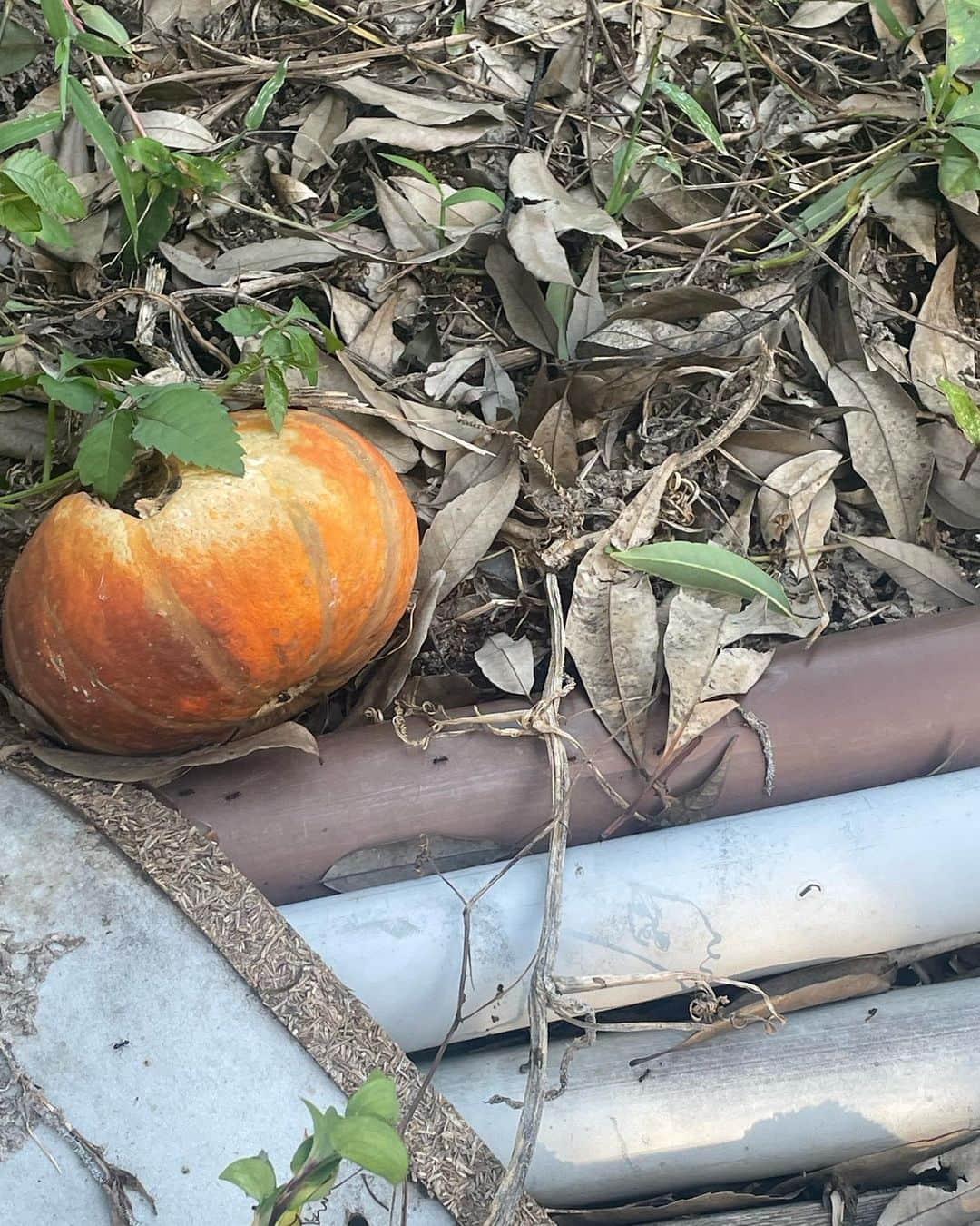 染野有来さんのインスタグラム写真 - (染野有来Instagram)「🐜➿➿➿🍂 急な寒さに驚きましたが、 私が気付いていないだけで、 自然に目を向けると着々と秋に近づいていました😮‍💨🤎」10月6日 16時50分 - yura_someno