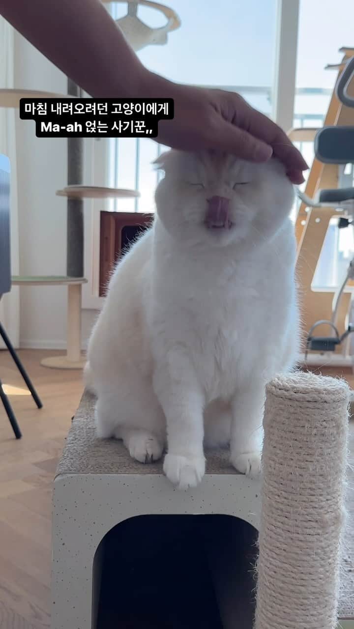 SoonMooのインスタグラム：「고양이한테 Ma-ah 이렇게 부르니까 진짜 오네요?🤭  #순무 #SoonMoo」