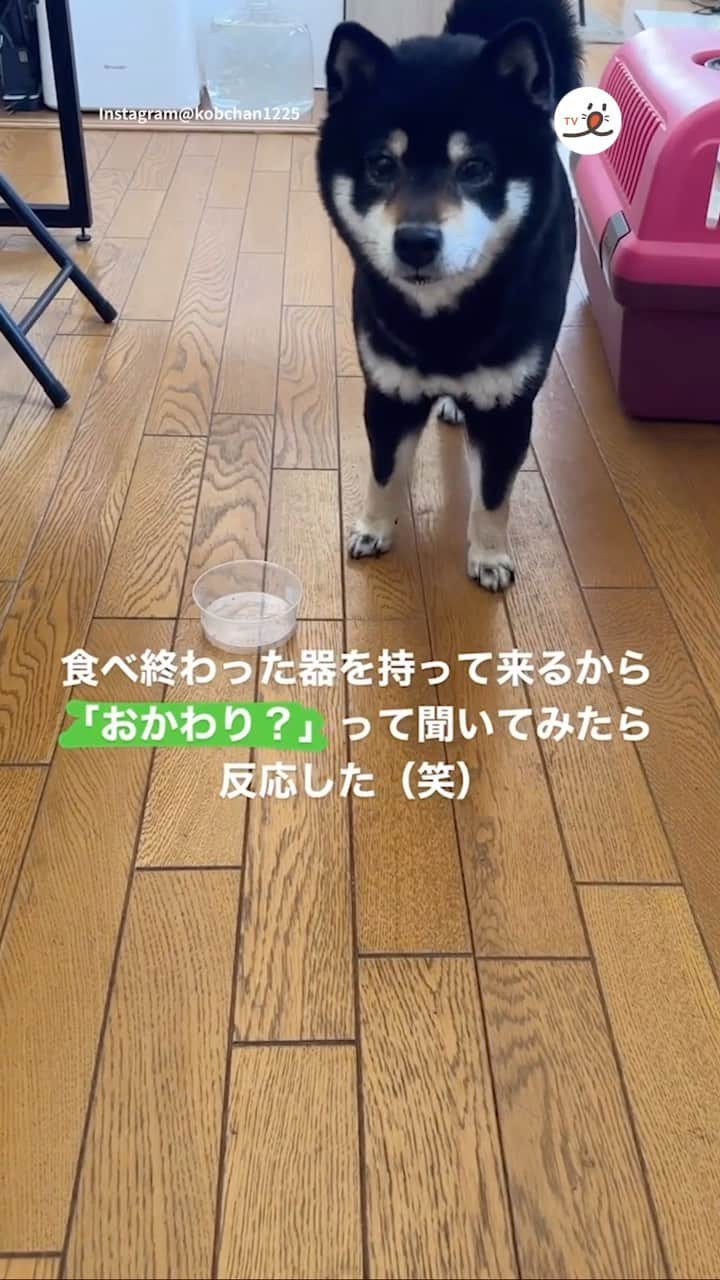 PECO いぬ部のインスタグラム：「「おかわりお願いします😎！」  ㅤㅤ 今回素敵な投稿をしてくださったのは… @kobchan1225 さん（コブちゃん） 他にも素敵なお写真がたくさんあるので ぜひ遊びに行ってみてね♪ ㅤㅤ ㅤㅤ ㅤㅤ 〖 #pecoいぬ部（ #ペコねこ部 ） 〗をつけてご投稿いただくと PECOのSNSで楽しくご紹介させていただきます😋 フォロー&コメントお待ちしています✨ ㅤㅤ ㅤㅤ  ============================== @pecodogs（ @pecocats ）☚YouTubeでも可愛いワンコ（ニャンコ）紹介中🐶💕 ==============================  #犬のいる暮らし #犬部 #犬好きな人と繋がりたい #dogstagram #doglover #멍스타그램 #개스타그램  #黒柴 #柴犬 #shibainu #shiba_inu #おかわり」
