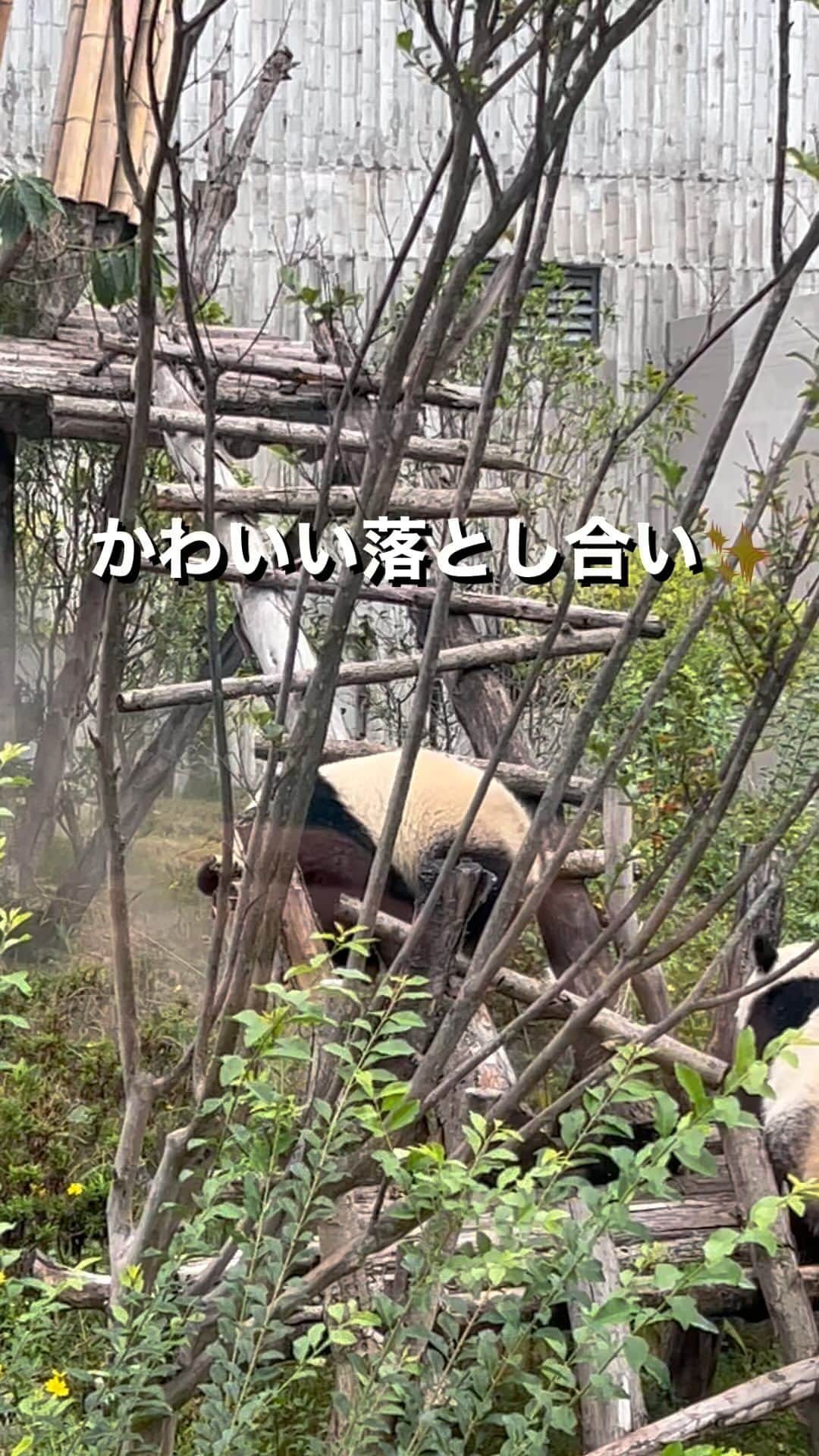 松田悟志のインスタグラム：「成都のパンダ基地の子パンダたち👶🐼 落とし合いがめちゃくちゃ可愛かった✨✨✨」