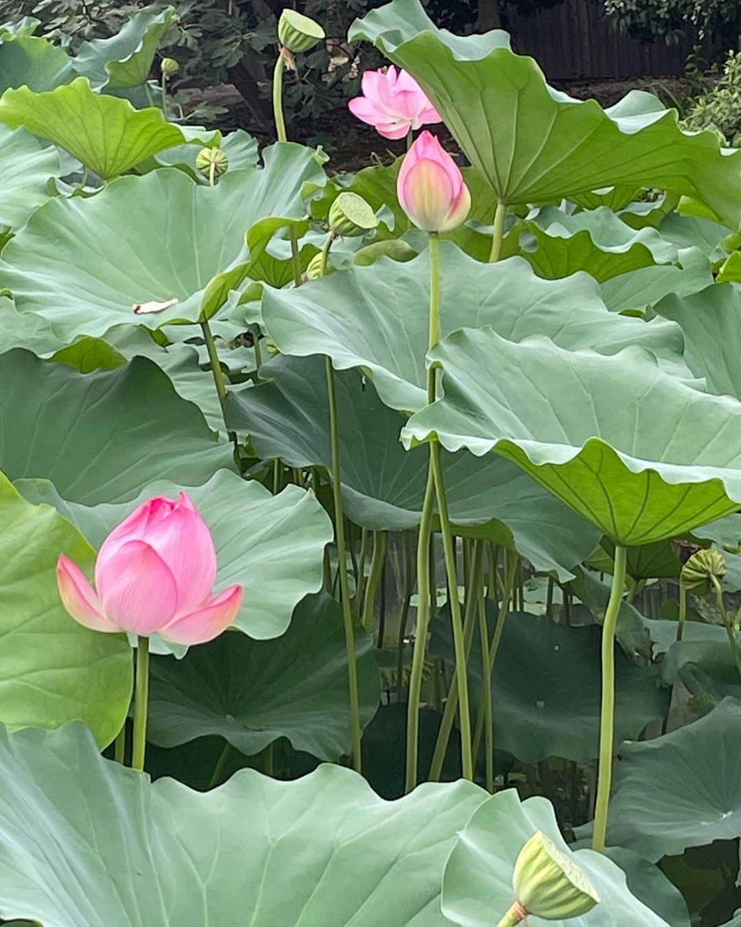 常盤貴子さんのインスタグラム写真 - (常盤貴子Instagram)「DISCOVER JAPAN  本日発売  どの写真もクオリティー高く、静謐な美しさで「そうか、秋だものね。京都行こう」って思っちゃいます（笑）  ちょうど蓮の花が満開だった東寺さん。 貴重な体験をさせていただきありがとうございました✨  京都で私がよく寄せてもらっている大好きなお店もご紹介させていただいています。  是非是非ご覧ください✨  @discoverjapan   #京都  #東寺   #撮影は女子会 #メッチャ楽しかった  #最高チームでした」10月6日 17時18分 - takakotokiwa_official