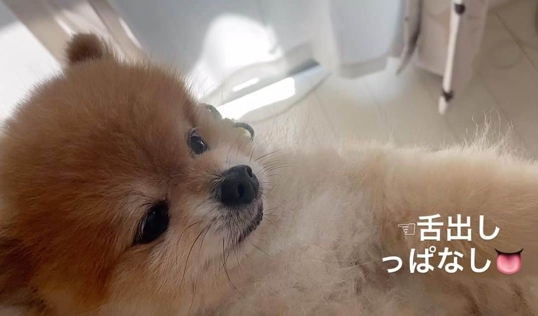 RIO POMEのインスタグラム：「安定の抱っこ星人💕💕💕  #ポメラニアン #pomeranian  #犬 #dog #dogstagram#doglover #愛犬 #わんこ #ポメラニアン大好き #ポメラニアンが世界一可愛い #pom #ぽめらにあん #ポメ#pomeraniansofinstagram  #pomeranianlove #ふわもこ部 #いぬバカ部 #癒しわんこ#instapic#pomstagram #puppy #dogsofinstagram #cute#cutedog #ポメラニアンオレンジ　#ポメラニアン柴カット  #ポメラニアン好きな人と繋がりたい」