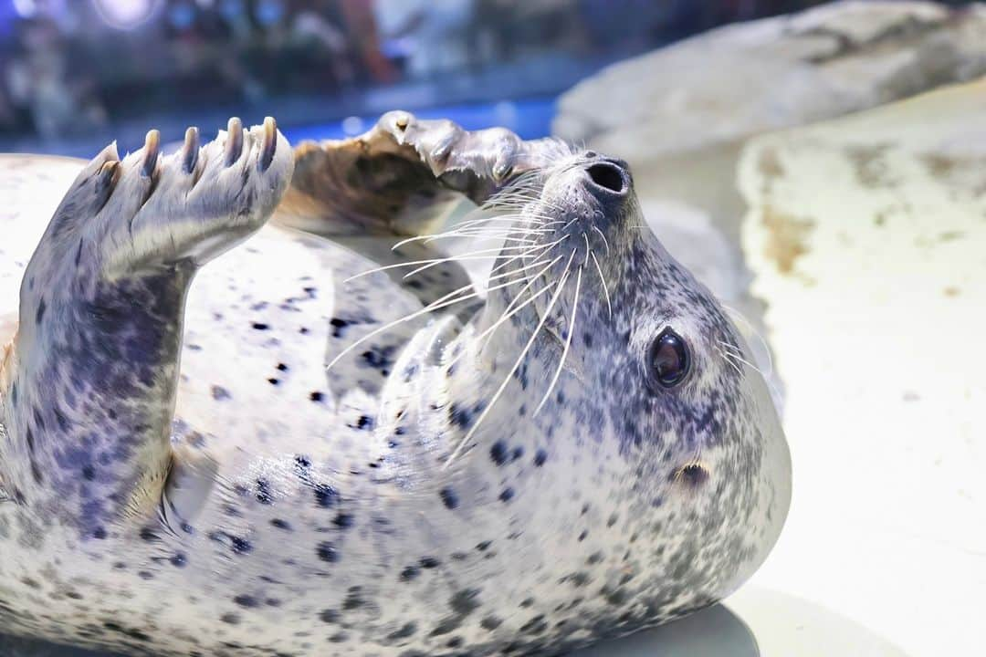 アクアパーク品川のインスタグラム：「のんびり中のゴマフアザラシ💤  #ゴマフアザラシ #spottedseal #アザラシ #seal #ゆうみ #アクアパークfriends #マクセルアクアパーク品川 #MaxellAquaParkShinagawa #アクアパーク #aquapark #アクアパーク品川 #aquaparkshinagawa #水族館 #aquarium #水族館デート #東京 #都内 #品川 #駅近 #東京観光 #屋内遊び場 #品川プリンスホテル #品プリ」