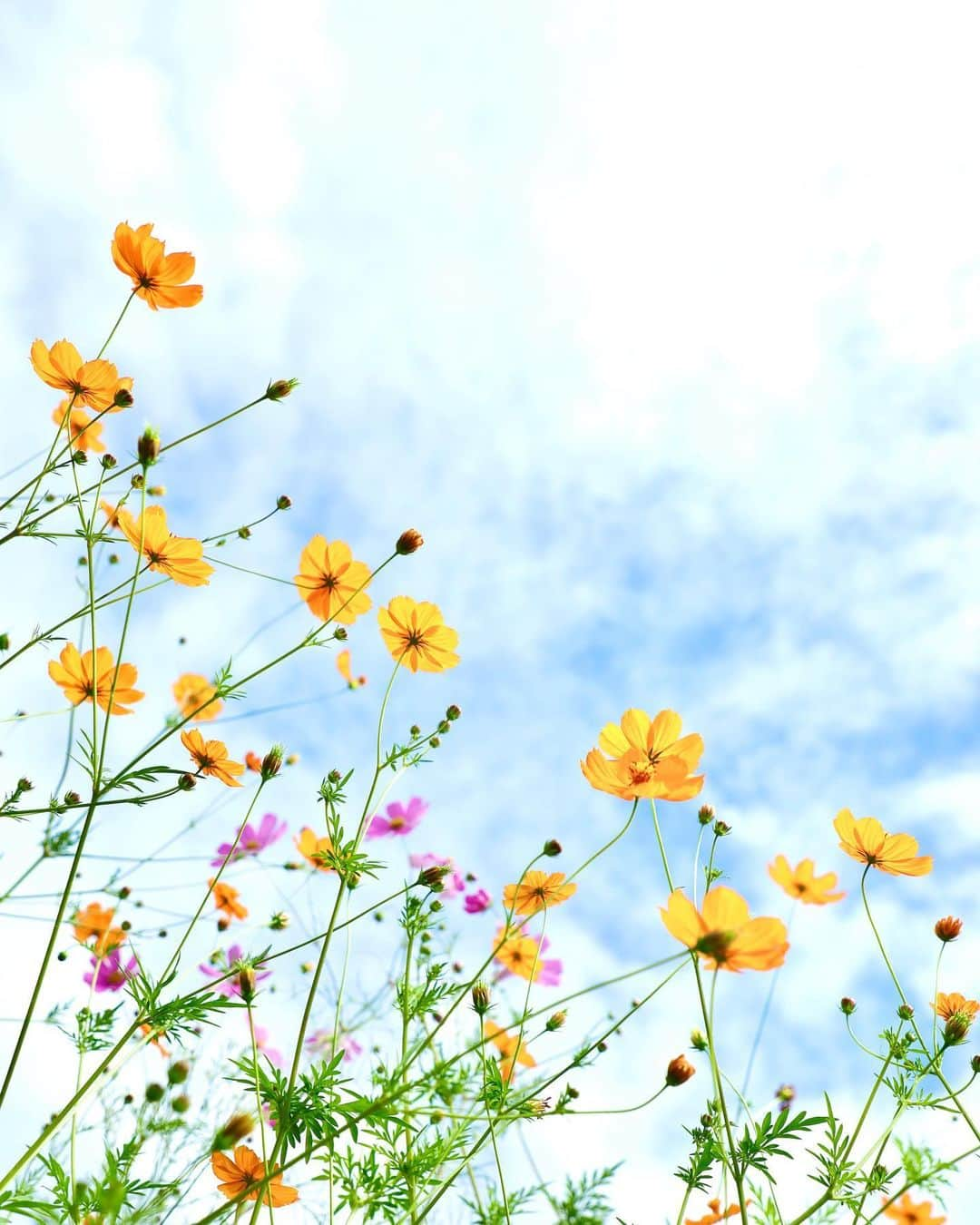 harumiのインスタグラム：「Happy weekend!🩵🌸🌿🌼🌿🌸🩵  Cosmos🩵🌸🌼🌸🩵  やっと秋が来た🩵🌸💓🌼💓🌸🩵  #コスモス」