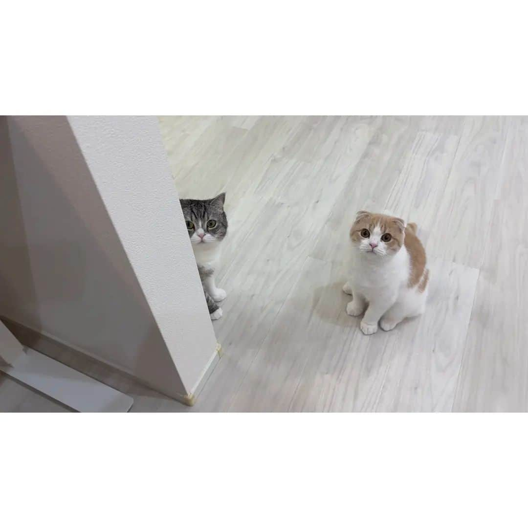 もちまるさんのインスタグラム写真 - (もちまるInstagram)「リビングで飼い主が倒れてたときの猫たちの反応がかわいすぎましたw」10月6日 18時00分 - catmotimaru