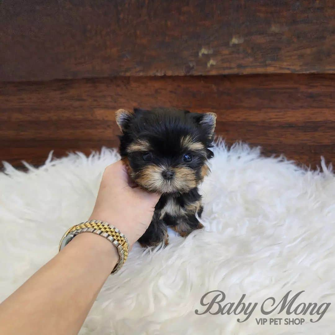 さんのインスタグラム写真 - (Instagram)「So tiny and adorable baby yorkie!! . . 저희는 다양한 강아지를 소유하고있으며, 강아지의 외모와 건강에 최선을 다하고 있습니다. We OWN Each and Every Puppy In Hand We Only Offer the Best in Appearance and Health  . . 베이비몽은 11년동안 운영한 믿을 만한 펫샵으로 많은 한류스타, k팝스타, 셀럽들이 선택한 곳입니다 미니 사이즈,명품견 전문으로  해외,국내에서 이미 유명하며  단 한건의 사고 없이 지금까지 운영해 왔습니다  당신이 원하는 강아지가 있다면 언제든지 연락주세요!!  BabyMong is a reliable pet shop that has been operating in Korea for 11 years. Many K-pop stars, Korean wave stars, and celebrities chose BabyMong. We are specialize in selling mini-cup-sized puppies. We sent many puppies abroad for a long time. And the puppies have been transported safely without a single accident.  Feel free to contact me if you are interested. . . ????서울 영등포 본점: 010 8325 0086 영업등록번호: 110111-7609071 주소: 서울시 영등포구 영중로23 대표번호: 1688-4386 ??  text Instagram☎+82-10-2214-0186 Whatsapp +82-10-2214-0186 Wechat babymongoverseas Email : babymongkorea@gmail.com Dm : ?? Please direct message call me BABYMONG Main Kakao talk ID : babymongkorea . . #요크셔테리어#요크셔테리어입양#요키분양 #요크셔#요키#요키스타그램 #멍스타그램#댕스타그램#강아지#애견 #애견분양#서울애견#베이비몽 #yorkshireterrier#yorkie#yorkielove #yorkshireterriepuppy#yorkshire #teacuppuppy#micropuppy#teddybear #puppy#puppies#cute#dogstagram #koreanpuppy#dogoftheday#doggie」10月6日 18時01分 - babymong