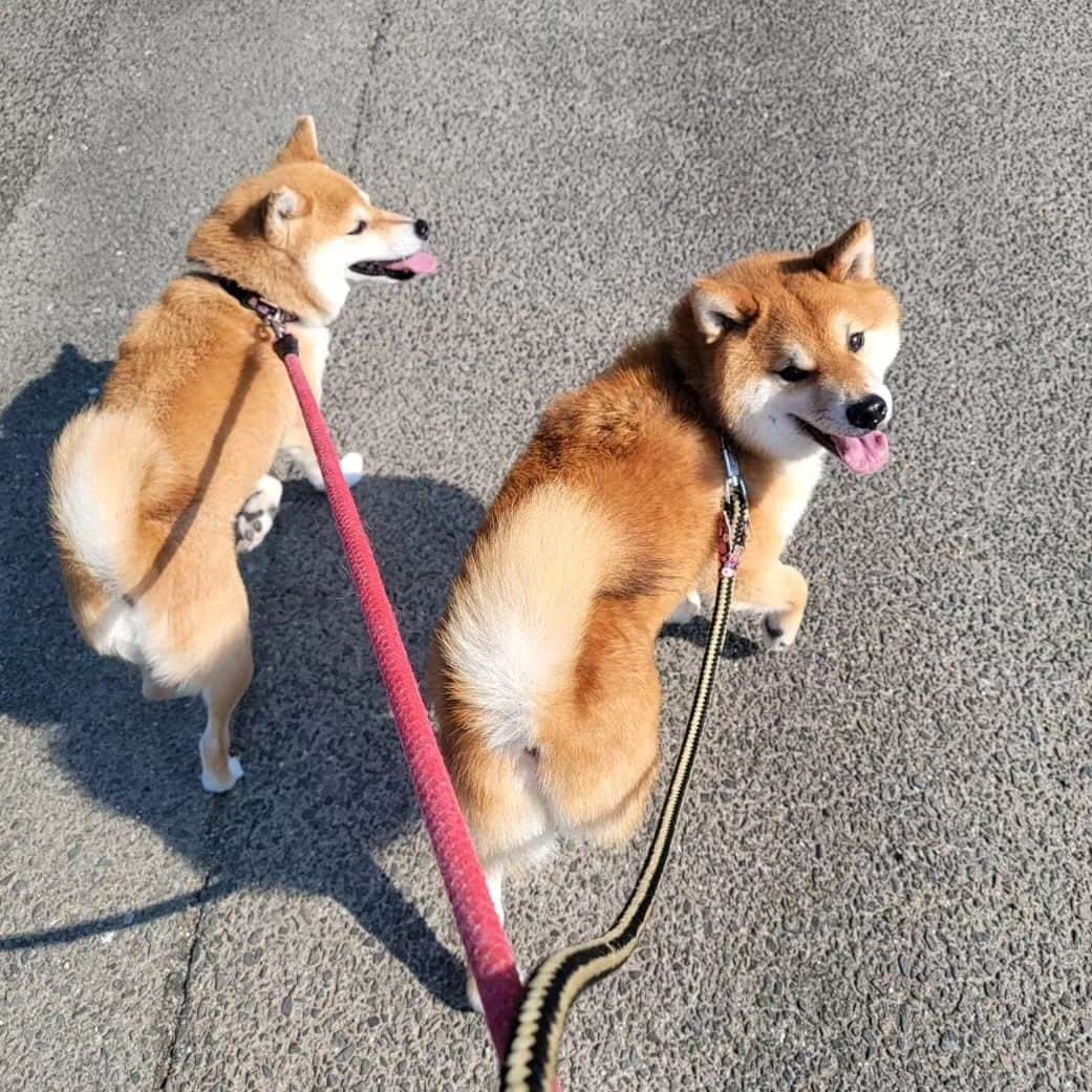 柴犬たま Shibainu Tamaさんのインスタグラム写真 - (柴犬たま Shibainu TamaInstagram)「散歩中、呼んだら振り向くの可愛い🤗  Caption trans🇬🇧 When you call their names during a walk they turn around, they are lovely🤗  #たま家族 #柴犬ミケ #ミケママ #柴犬コイ #柴犬トロ #柴犬ウニ #おしゅし兄弟 #お散歩 #仲良し親子 #仲良し兄弟 #笑顔 #かなりひし形 #プリケツ #しっぽモフモフ #巻き尾 #柴尻 #後頭部フェチ #愛らぶ後頭部 #柴犬 #shiba #shibainu #shibastagram #犬 #dog #多頭飼い」10月6日 18時01分 - tama7653