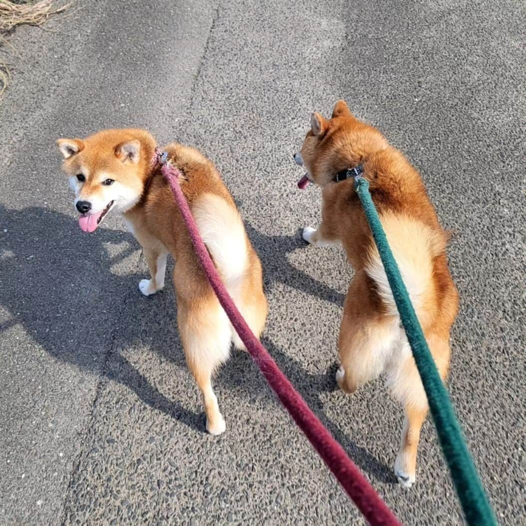 柴犬たま Shibainu Tamaのインスタグラム