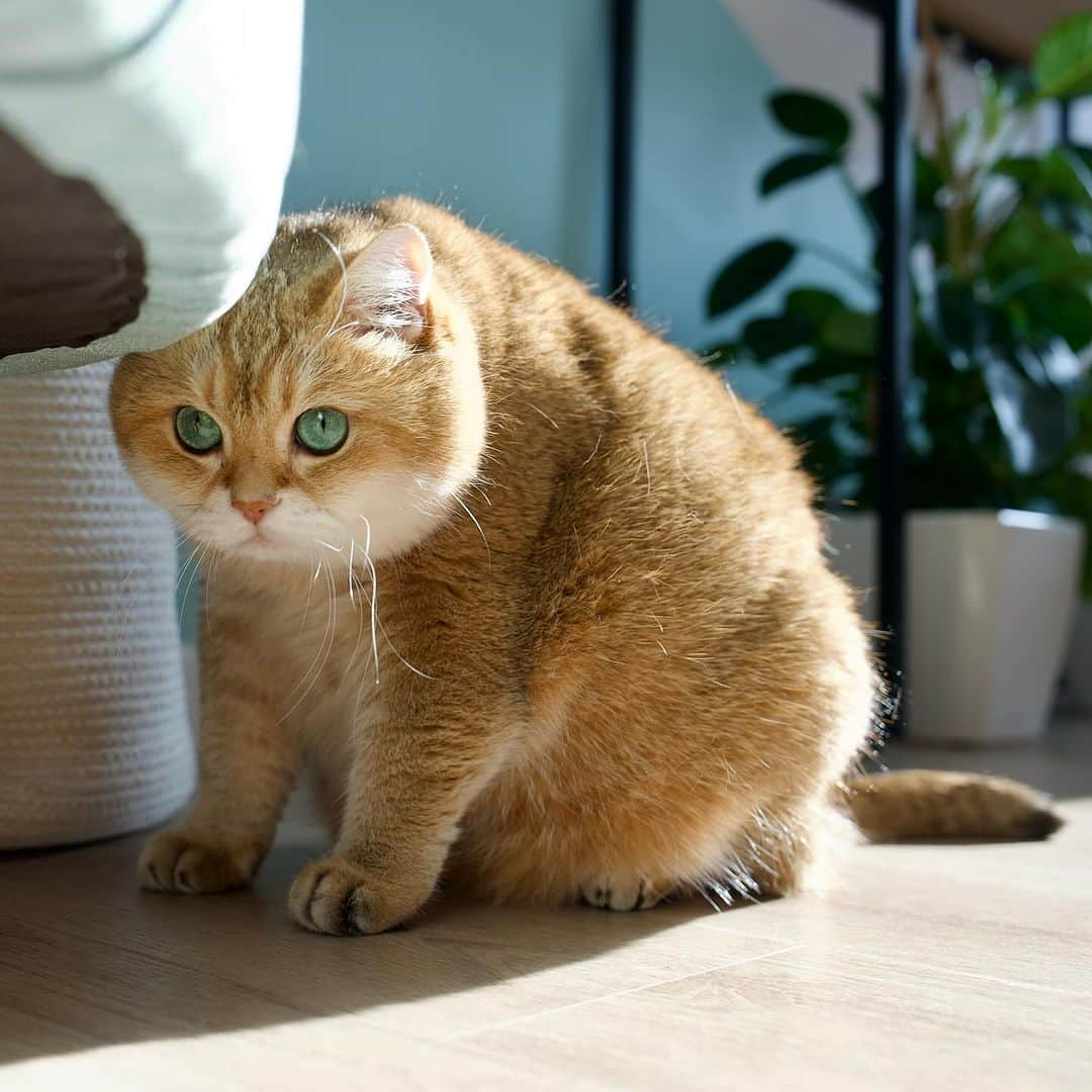 Hosicoさんのインスタグラム写真 - (HosicoInstagram)「Happy Friday! 🎾」10月6日 18時05分 - hosico_cat