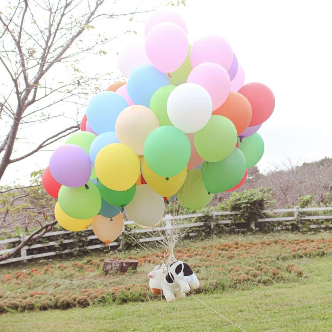 成田ゆめ牧場さんのインスタグラム写真 - (成田ゆめ牧場Instagram)「イベント開催レポ🐮🎈  「ゆめこちゃんは風船でお空を飛べるのか？！」検証イベントを開催しました💙  結果は・・・ ゆめこちゃんお空を飛びました！✨👏  開催の様子は、 成田ゆめ牧場公式YouTubeで公開しています。果たして風船何個で飛んだのでしょうか👀🎈 ぜひ動画でお確かめください♪ 【YouTube動画はこちら▼】 https://youtu.be/oZGTuRTzKMY  ゆめこちゃんは、成田ゆめ牧場のマスコットキャラクターです🐮 【ゆめこちゃんのプロフィールはこちら▼】 https://www.yumebokujo.com/?p=39131  次回ゆめこちゃんイベントもお楽しみに・・・💛！  #ゆめこちゃんイベント #検証企画 #イベント #成田ゆめ牧場」10月6日 18時13分 - yumebokujo