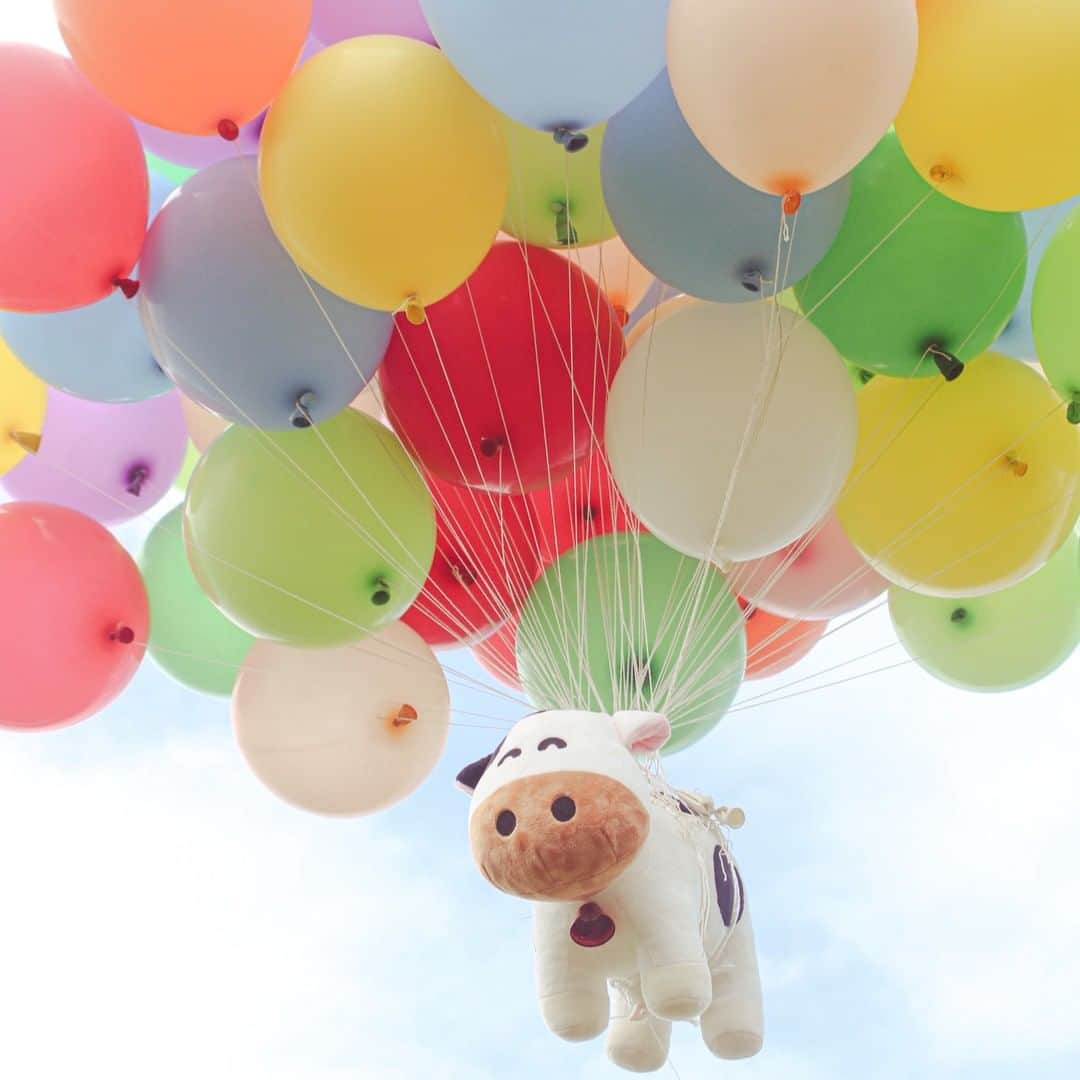 成田ゆめ牧場さんのインスタグラム写真 - (成田ゆめ牧場Instagram)「イベント開催レポ🐮🎈  「ゆめこちゃんは風船でお空を飛べるのか？！」検証イベントを開催しました💙  結果は・・・ ゆめこちゃんお空を飛びました！✨👏  開催の様子は、 成田ゆめ牧場公式YouTubeで公開しています。果たして風船何個で飛んだのでしょうか👀🎈 ぜひ動画でお確かめください♪ 【YouTube動画はこちら▼】 https://youtu.be/oZGTuRTzKMY  ゆめこちゃんは、成田ゆめ牧場のマスコットキャラクターです🐮 【ゆめこちゃんのプロフィールはこちら▼】 https://www.yumebokujo.com/?p=39131  次回ゆめこちゃんイベントもお楽しみに・・・💛！  #ゆめこちゃんイベント #検証企画 #イベント #成田ゆめ牧場」10月6日 18時13分 - yumebokujo