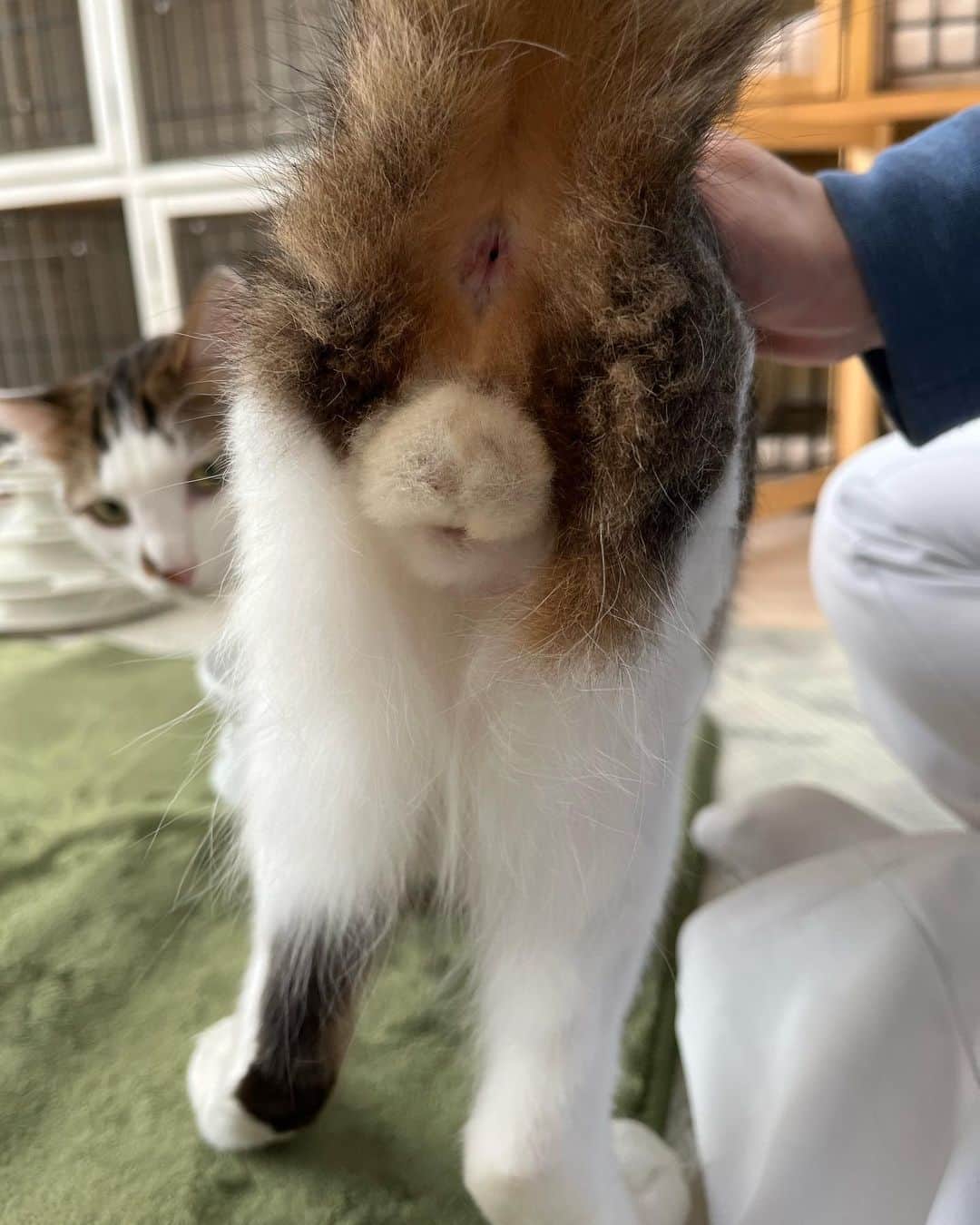 nozomiorideのインスタグラム：「🐇さんも冬毛に😂 そのうちなくなりそうなので記念に (去勢手術のために、毛をカットしてる部分が伸びてきた)  本日はウィルス検査の為に病院🏥へ 体重4.2kg 推定年齢3歳  もう少し様子を見てから 家族募集をさせていただきますね😄  #まりもさん  #人馴れ修業中  #ねこのきもち #猫好きさんと繋がりたい #成猫の魅力を伝えたい  #ねこすたぐらむ  #きじしろ#キジシロ#きじしろ男子」