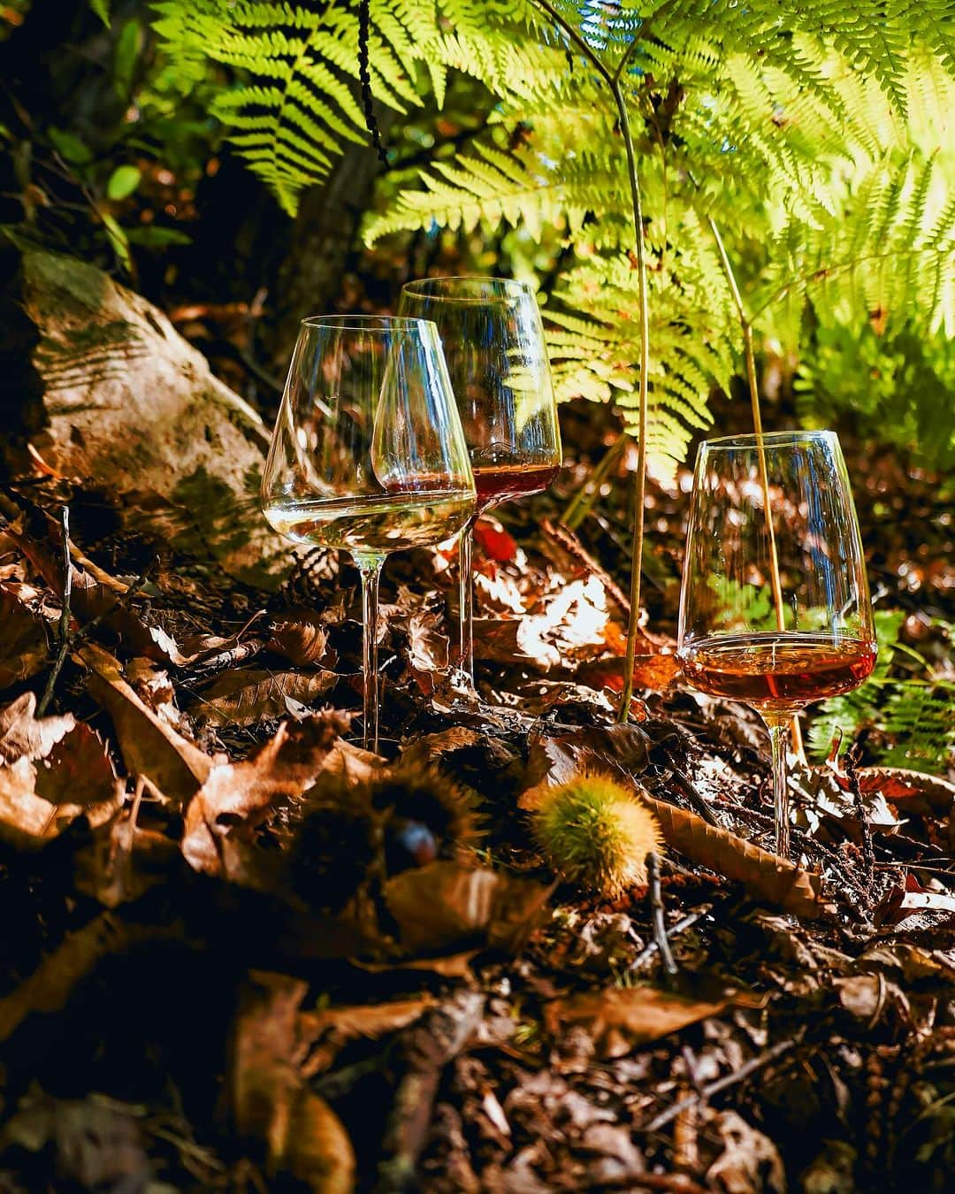 イタレッセのインスタグラム：「È tempo di nuove promozioni!  Get ready to FALL IN WINE 🍂  Da lunedì 9 a domenica 15 ottobre tantissimi prodotti scontati fino al 30% solo su shop.italesse.com   🇬🇧  It’s time for new promotions, get ready to FALL IN WINE 🍂  From Monday October 9 to Sunday October 15, up to 30% off only on shop.italesse.com/en   📸 by @instawineitalia   #italesse #tastelikeamaster #calisensoriali #winetime #winelover #winery #fall #fallinwine #wineoclock #winetasting #wine #winetime #weekend #promozioni #promotions #fallpromotions」