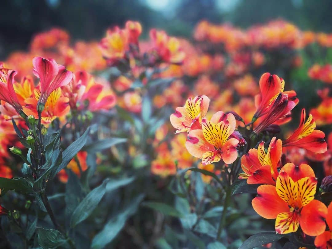 トム・ベリカのインスタグラム：「A simple walk can provide boundless inspiration…add a little music…build your visual toolbox. #UK #KewGardens #whitstable #thames #cornwall #gershwin」