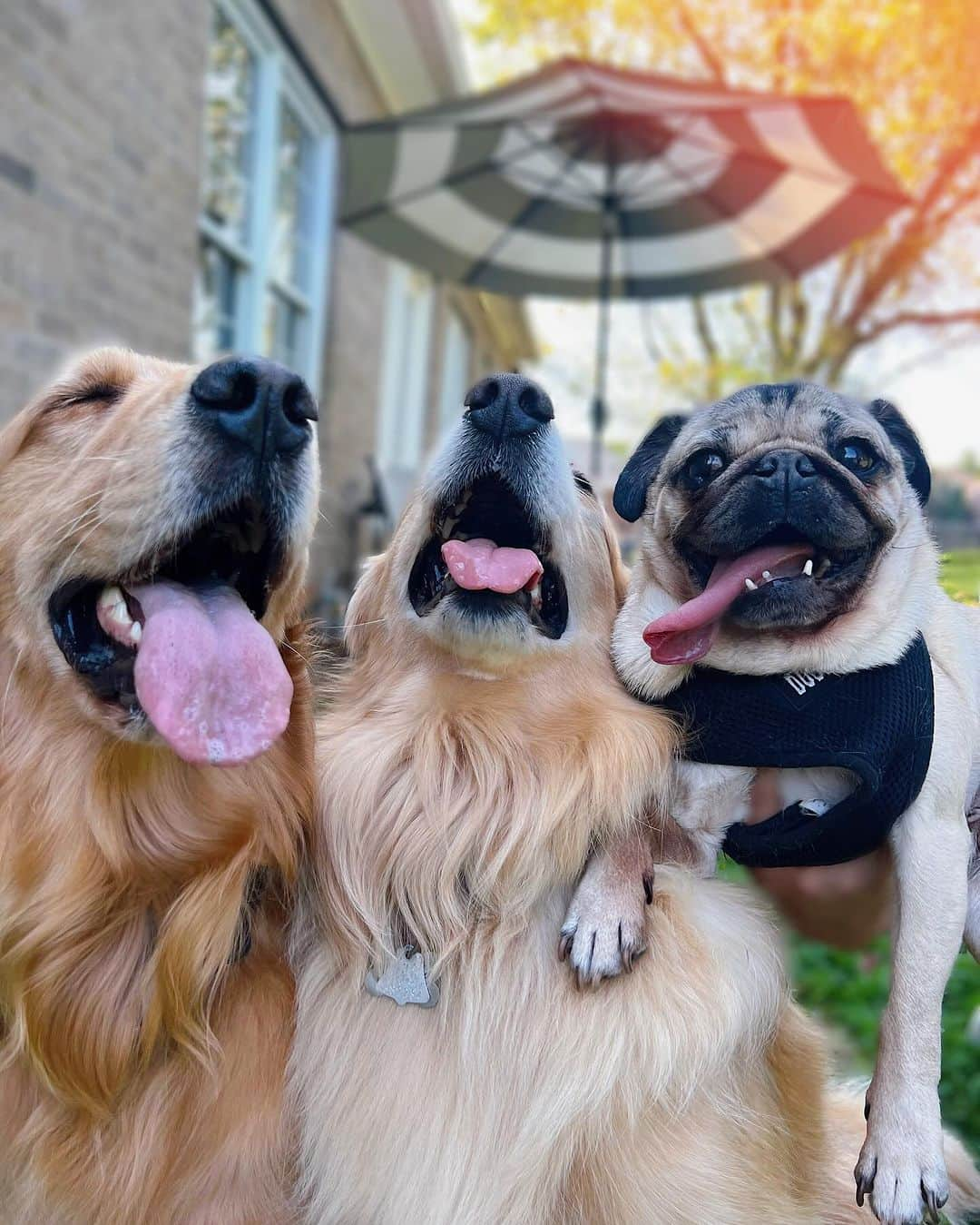 itsdougthepugのインスタグラム：「“When u take a selfie with ur friends after a few drinks” -Doug」