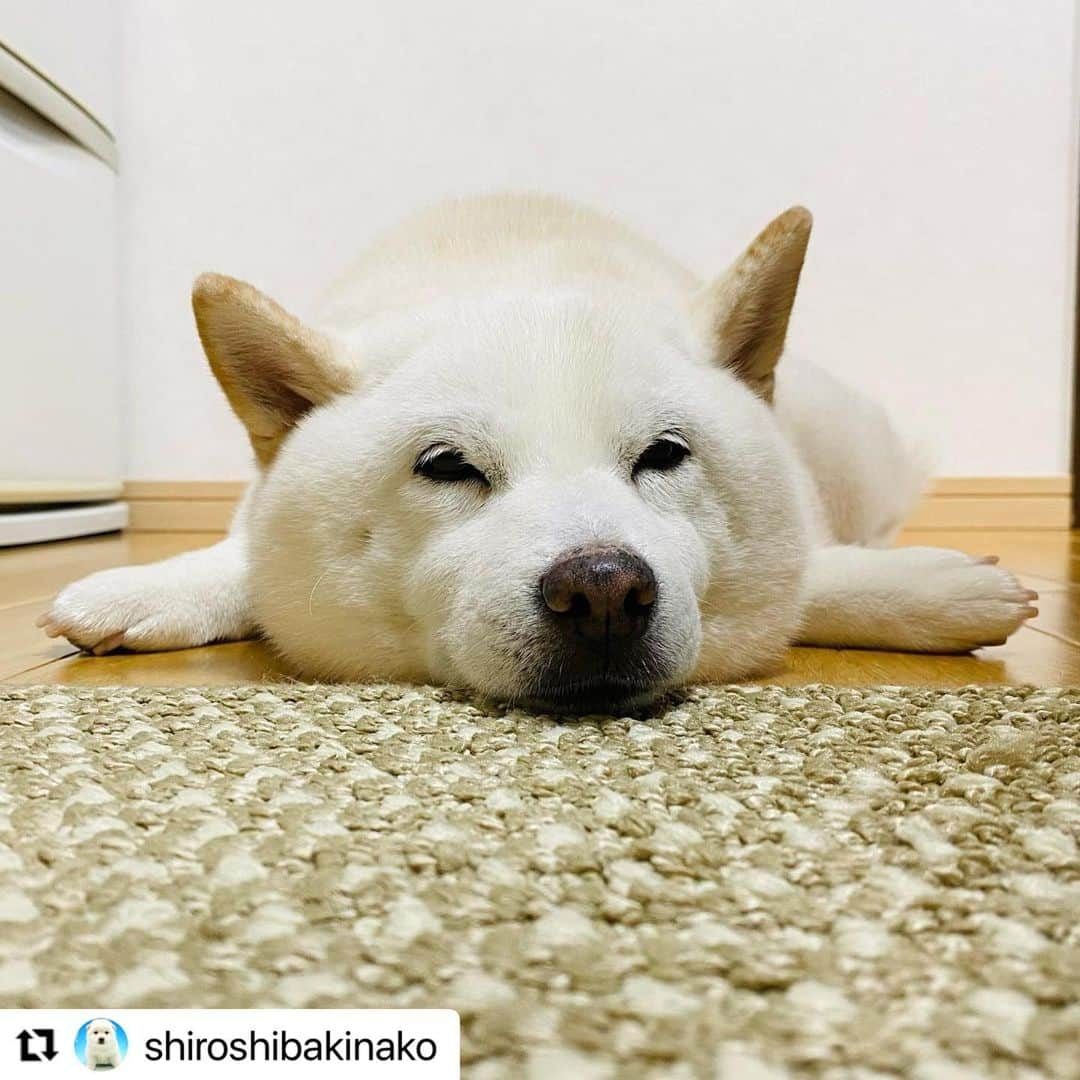 【公式】いぬのきもち・ねこのきもちのインスタグラム：「#Repost @shiroshibakinako さんのきなこちゃん。  何これ❓何これ❓❓  溶けてるの❓❓❓  ハッシュタグ #いぬのきもち #ねこのきもち に投稿いただいた可愛い写真をご紹介しています！ 「いぬのきもちWEB　MAGAZINE」、「ねこのきもちWEB MAGAZINE」でもご紹介させていただくことも！  -------------------  .  #いぬ #いぬすたぐらむ #いぬのいる暮らし #いぬのきもち #いぬ好き #犬 #犬好きさんと繋がりたい #犬のいる生活 #犬と暮らす #犬好き #dog #dogsofinstagram #dogstagram  #白柴 #柴犬 #しばいぬ」