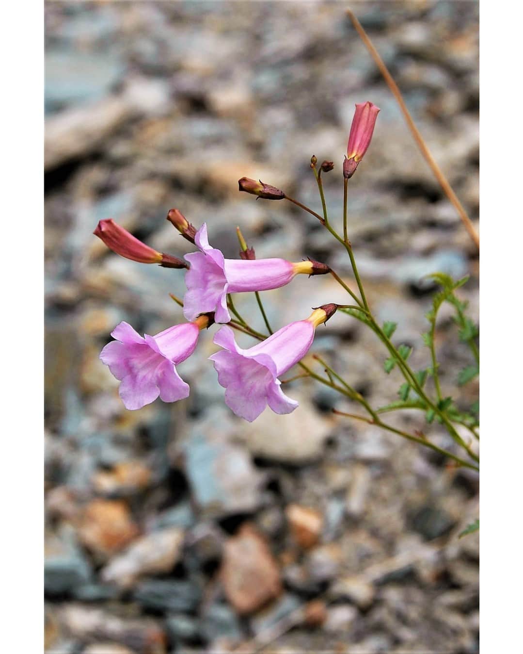 花の写真館のインスタグラム：「Photo by Hayato Yamaguchi. . Original Post[投稿いただいたURL] https://www.facebook.com/photo.php?fbid=2646196898844493 . 本アカウントは、 #私の花の写真 をつけてInstagramに投稿された皆さまの花の写真や、「花の写真館」Facebookページで投稿された花の写真を紹介します。 「花の写真館」Facebookページは、「 @floral.photograph 」のプロフィールにあるURLからご覧ください。 . ※各種法令、マナー、関係者の指示に従った撮影をお願いします。 *Please ensure that your photography adheres to all relevant laws, etiquette, and instructions issued by authorized persons. ※本アカウントは東京カメラ部がFacebook、Instagramのサービスを利用して運営しているもので、Meta社・Instagramとは一切関係ありません。 . #花の写真館 #floralphotograph #floralphoto #flower #flowers Follow: @floral.photograph」
