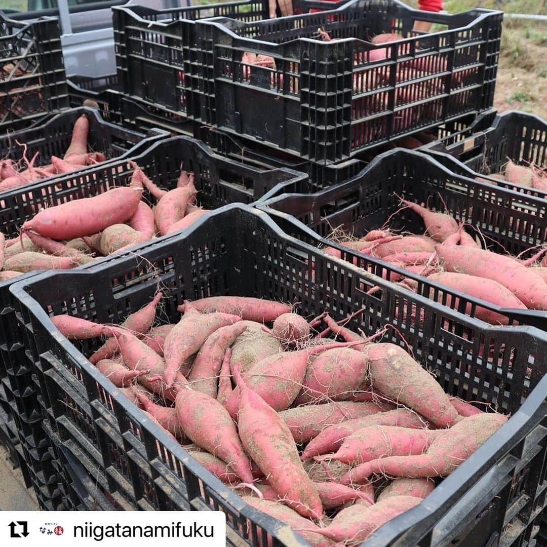 難波章浩さんのインスタグラム写真 - (難波章浩Instagram)「#Repost @niigatanamifuku  ・・・ 🍁✨『なみ福茶屋の秋の新メニュー第1弾が登場！』✨🍁  秋の訪れと共に、なみ福茶屋が新作スウィーツの第1弾をお届けします。新潟市西区の焼き芋専門店「ぼくのさつまいも」さんとの特別コラボ。とても珍しい新潟県産の【ガタイモ】を使用した、秋の味わい深いメニューをご用意しました。  ①『おいもラテ』¥600 このラテは「砂糖など使わず、ガタイモ本来の甘さを引き出す焼き方」に、とことん拘った『ぼくのさつまいも』の焼き芋ペーストを贅沢に使用しています。圧倒的な芋感。ふわふわのエスプーマとカリカリの芋チップスで食感も楽しめます。全体のバランスを細かく突き詰めた最高の１品です。  ②『おいもの和風サンデー』¥650 『ぼくのさつまいも』さんの特製"ガタイモ"ペーストをベースに、抹茶の白玉と黒胡麻を加え、和風テイストに仕上げました。さらに、なみ福茶屋特製のクッキーをトッピング。多彩な味と食感が楽しめる1品です。  🌸これからも「なみ福茶屋」では、季節ごとに新しいメニューを考案し続けます。ぜひ、秋限定のスペシャルメニューをお楽しみください。心よりお待ちしております！  byゆーみん  #なみ福1周年  #なみ福 #なみ福茶屋 #秋スイーツ #さつまいも #ぼくのさつまいも」10月6日 19時32分 - akihironamba