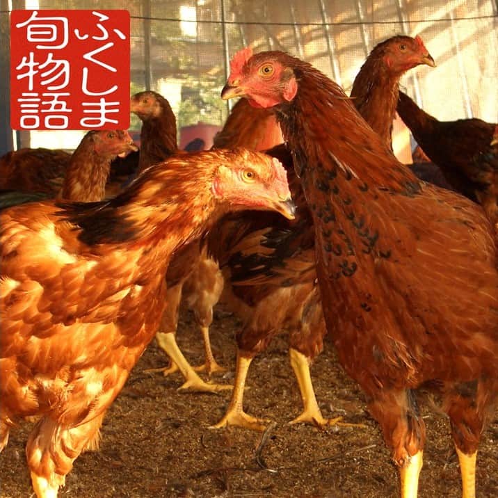 福島県のインスタグラム：「【川俣シャモ（ふくしま旬物語）】 おもてなしの心から生まれた名品、🐔川俣シャモ🐔 広々とした鶏舎でストレスなくのびのび育ち、生産者の愛情をたっぷり受けた川俣シャモは、プリプリした適度な歯ごたえと優れた旨味を持っています✨ 「川俣シャモ」の魅力ついては、農林水産部公式YouTube チャンネル「ふくしま旬物語」で公開中！📽️ ぜひご覧ください💡 https://www.youtube.com/watch?v=p_qVqps-v1U  農林水産部では、「ふくしま旬物語」と「1400のネタばらし」の２つの公式チャンネルを公開しています。 本県の主力農林水産物について、産地・生産者の長年にわたる創意工夫に加え、地理的表示（GI）、認証GAPの取得、県オリジナル品種など「福島ならでは」の魅力をお伝えする「ふくしま旬物語」。 また、約1400名いる農林水産部の職員自らが農林水産物や農山漁村の魅力、熱意あふれる生産者の姿などを取材し発信している「1400のネタばらし」では、職員の自由な発想で企画・制作された動画が盛りだくさん！ ぜひチャンネル登録をお願いします！ ●1400のネタばらし https://www.youtube.com/@user-ge8pp8gl5o ●ふくしま旬物語 https://www.youtube.com/@user-ot1mm9mx8e  以上、農林企画課の関がお伝えしました！」