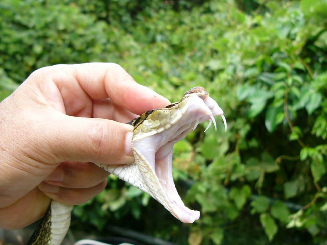 Be.okinawaさんのインスタグラム写真 - (Be.okinawaInstagram)「This shocking beverage is Okinawa's Habushu, or habu sake!😱    While the Habushu is believed to have some health benefits after consumption, the Habu is a type of venemous snake🐍 native to Okinawa. The Habu bite prevention campaign runs in October and November, educating people about the risks and characteristics of Habu snakes.    Some important information includes: walking on well-lit paths at night and staying away from grassy areas, bushes, and sugarcane fields. Visit the Okinawa World, home to a Habu Museum Park, where you can safely interact with and learn more about Habu and their ecology!   #japan #okinawa #visitokinawa #okinawajapan #discoverjapan #japantravel #okinawaanimals #okinawanatives #okinawawildlife #okinawaecology #uniqueokinawa」10月6日 20時00分 - visitokinawajapan