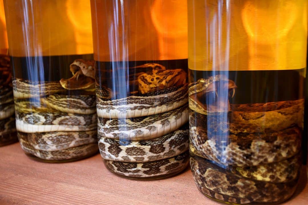 Be.okinawaのインスタグラム：「This shocking beverage is Okinawa's Habushu, or habu sake!😱    While the Habushu is believed to have some health benefits after consumption, the Habu is a type of venemous snake🐍 native to Okinawa. The Habu bite prevention campaign runs in October and November, educating people about the risks and characteristics of Habu snakes.    Some important information includes: walking on well-lit paths at night and staying away from grassy areas, bushes, and sugarcane fields. Visit the Okinawa World, home to a Habu Museum Park, where you can safely interact with and learn more about Habu and their ecology!   #japan #okinawa #visitokinawa #okinawajapan #discoverjapan #japantravel #okinawaanimals #okinawanatives #okinawawildlife #okinawaecology #uniqueokinawa」