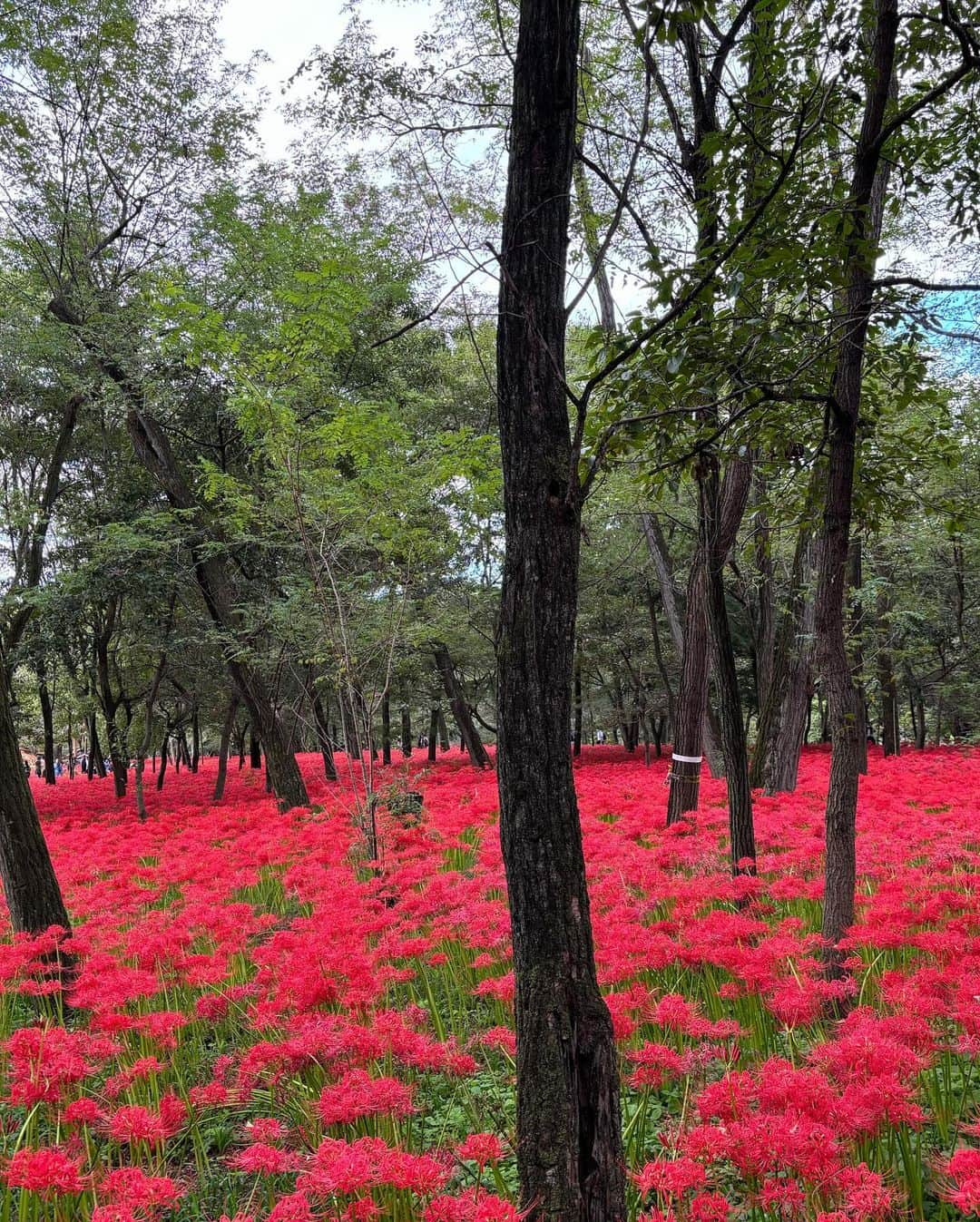 コンボイさんのインスタグラム写真 - (コンボイInstagram)「曼珠沙華の群生が日本一の、巾着田に行ってきたよ🤙  500万本の景色は、ほんとにめちゃくちゃ綺麗だったし圧巻だった🤙  次はどんな景色を見に行こうかな😏  あおい、いつもありがとう😊  #夫婦 #夫婦の休日 #夫婦デート #曼珠沙華」10月6日 20時09分 - convoy_dog