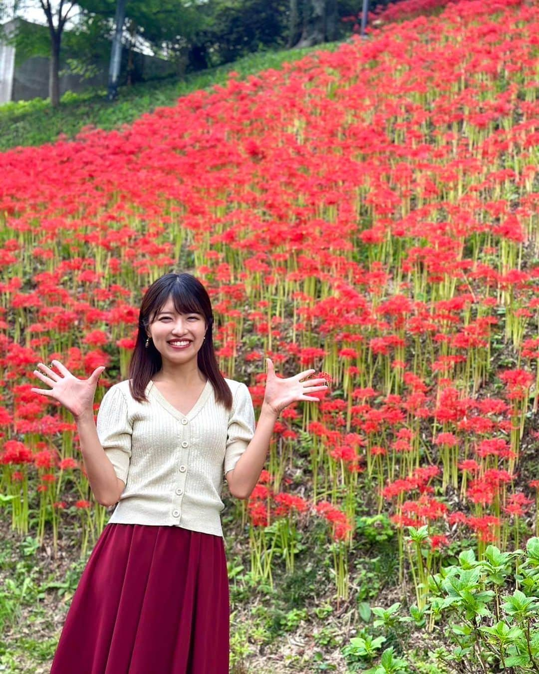 内田有香さんのインスタグラム写真 - (内田有香Instagram)「「曼珠沙華まつり」がおこなわれていた船岡城址公園へ💨  春は桜🌸 夏は紫陽花💠 そしてこの時期は彼岸花❤️‍🔥  秋田・岩手が北限なので宮城も見頃が少し遅めですね  まもなく紅葉シーズンも到来し、 あっという間に年末になりそう😳  秋を満喫できる、よい週末になりますように🍂  #レッドカーペット #船岡城址公園 #彼岸花」10月6日 20時02分 - yuuka_uchida_