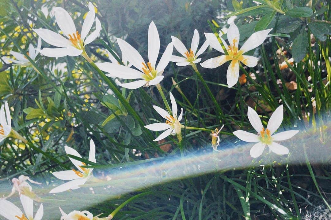 せとゆいかのインスタグラム：「その辺の道に咲いてた知らない花。 携帯でこんなにいい感じに撮れてしまうこの時代の技術に拍手と、 たまに周りを良く見ると、綺麗なものとかがそこら中にあるってことにほっこりな日でした。 そしてそんな時はMr.Childrenの ひびき を聴くのだ！」