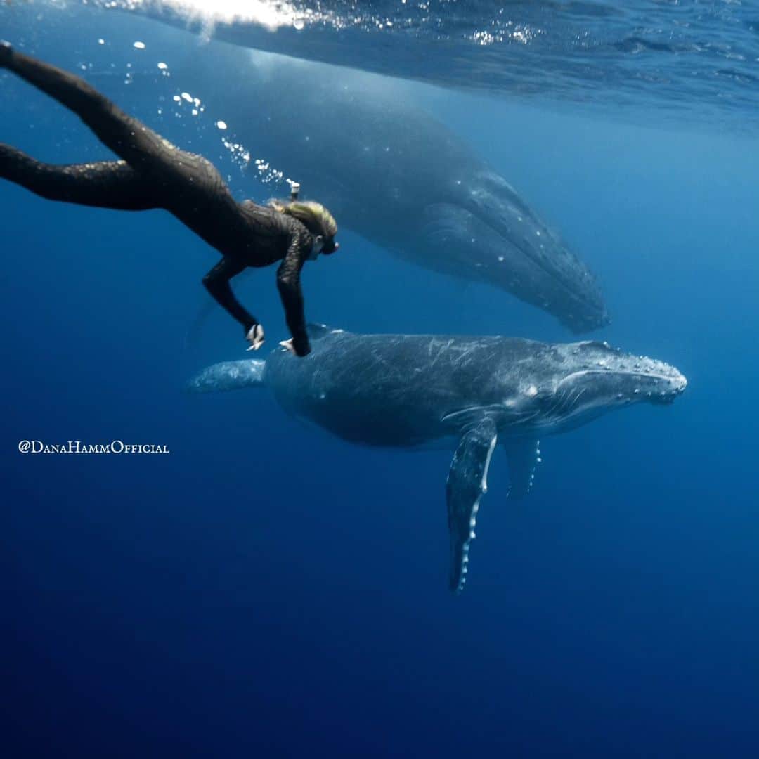 Dana Hammのインスタグラム：「Not my typical kind of post, and not many will engage with this content, but this means a lot to me, so i wanted to share it with you. And those who love and respect nature the way I do will totally get it. You are my people 💙 🐋🦈🪼🪸🐚 What an unforgettable moment swimming with Humpback whales 🐋 ❤️ this had to be in my top 2 best ocean experiences ever, and I can't think of a more beautiful place in which to do it.  I was incredibly fortunate that day to encounter 3 whales: a mom, her calf, and another whale. They allowed me to swim near them for about a minute before they did a deep dive and disappeared into the abyss.  The ocean and its inhabitants are truly magical ✨️  #humpbackwhale #moorea」
