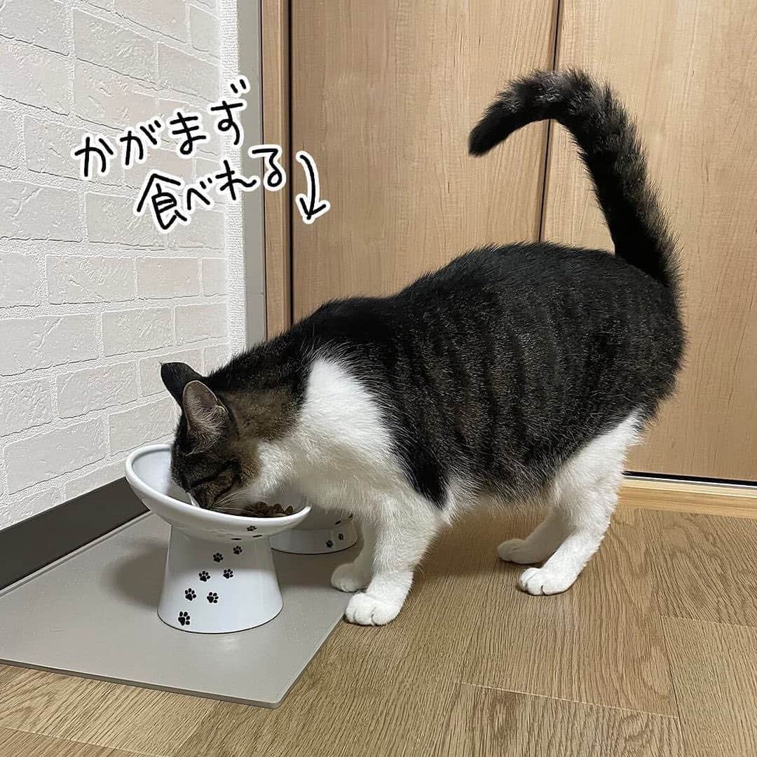 猫壱（ねこいち•ネコイチ）さんのインスタグラム写真 - (猫壱（ねこいち•ネコイチ）Instagram)「ナノちゃんのためにあるようなハッピーダイニング🤣  食べこぼしちゃう子も、綺麗に食べる子にもオススメです❤︎   :::::::::猫壱 :::::::  猫壱は\…猫が幸せ、私も幸せ…/をモットーに猫グッズの開発に取り組んでいます♪  ナノちゃんとキナコちゃんが使ってくれているのは#ハッピーダイニング　#脚付フードボウル　斜めタイプ　でした🙌 ▫ 気になる方は @necoichicojp をチェックしてみてくださいね！ ▫ ▫ 【Special thank-you @86palpal 💕💕💕💕】  Reproduction is  prohibited.  ...........................................................................  #ナノトクラス #猫あるある #猫漫画 #ネコマンガ  #猫まんが  #ねこまんが #キジシロ #黒猫 #猫と暮らす  #ねこあるある  ...........................................................................」10月6日 20時21分 - necoichicojp