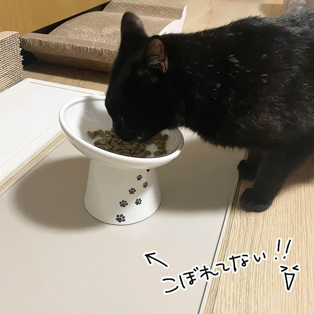 猫壱（ねこいち•ネコイチ）さんのインスタグラム写真 - (猫壱（ねこいち•ネコイチ）Instagram)「ナノちゃんのためにあるようなハッピーダイニング🤣  食べこぼしちゃう子も、綺麗に食べる子にもオススメです❤︎   :::::::::猫壱 :::::::  猫壱は\…猫が幸せ、私も幸せ…/をモットーに猫グッズの開発に取り組んでいます♪  ナノちゃんとキナコちゃんが使ってくれているのは#ハッピーダイニング　#脚付フードボウル　斜めタイプ　でした🙌 ▫ 気になる方は @necoichicojp をチェックしてみてくださいね！ ▫ ▫ 【Special thank-you @86palpal 💕💕💕💕】  Reproduction is  prohibited.  ...........................................................................  #ナノトクラス #猫あるある #猫漫画 #ネコマンガ  #猫まんが  #ねこまんが #キジシロ #黒猫 #猫と暮らす  #ねこあるある  ...........................................................................」10月6日 20時21分 - necoichicojp