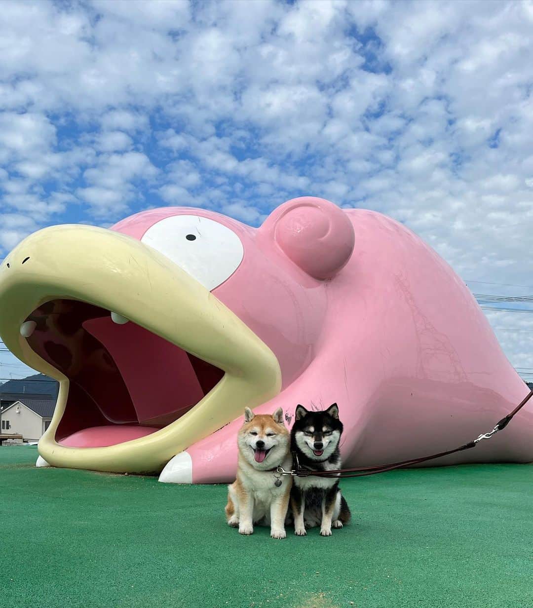 豆柴なつ&ふゆさんのインスタグラム写真 - (豆柴なつ&ふゆInstagram)「We go to Kagawa😆⭐️ ヤドン公園😆⭐️  #四国旅行 #pokemon  #ヤドン#yadon #ポケモン    #trip  #犬連れ旅行　#旅行 #ワンコと旅行  #shibaaddict #柴 #しばいぬ #シバフル #わんダフォ #shibamania  #柴犬ライフ #shiba_snap  #instashiba#cutedogs  #柴犬#shiba #shibainu #shibastagram #いぬすたぐらむ #pecoいぬ部 #shibainumag_feature #dogoftheday  #🐕📷 #theshibasociety  #proudshibas」10月6日 20時23分 - mameshiba.natsuinu56