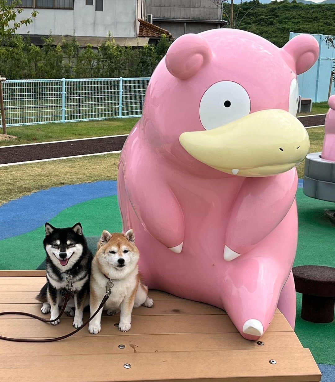 豆柴なつ&ふゆさんのインスタグラム写真 - (豆柴なつ&ふゆInstagram)「We go to Kagawa😆⭐️ ヤドン公園😆⭐️  #四国旅行 #pokemon  #ヤドン#yadon #ポケモン    #trip  #犬連れ旅行　#旅行 #ワンコと旅行  #shibaaddict #柴 #しばいぬ #シバフル #わんダフォ #shibamania  #柴犬ライフ #shiba_snap  #instashiba#cutedogs  #柴犬#shiba #shibainu #shibastagram #いぬすたぐらむ #pecoいぬ部 #shibainumag_feature #dogoftheday  #🐕📷 #theshibasociety  #proudshibas」10月6日 20時23分 - mameshiba.natsuinu56