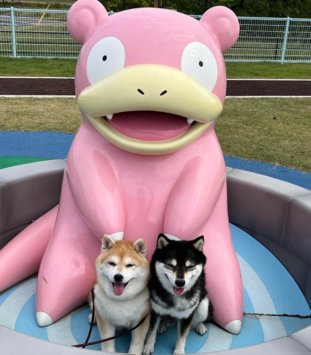 豆柴なつ&ふゆのインスタグラム：「We go to Kagawa😆⭐️ ヤドン公園😆⭐️  #四国旅行 #pokemon  #ヤドン#yadon #ポケモン    #trip  #犬連れ旅行　#旅行 #ワンコと旅行  #shibaaddict #柴 #しばいぬ #シバフル #わんダフォ #shibamania  #柴犬ライフ #shiba_snap  #instashiba#cutedogs  #柴犬#shiba #shibainu #shibastagram #いぬすたぐらむ #pecoいぬ部 #shibainumag_feature #dogoftheday  #🐕📷 #theshibasociety  #proudshibas」