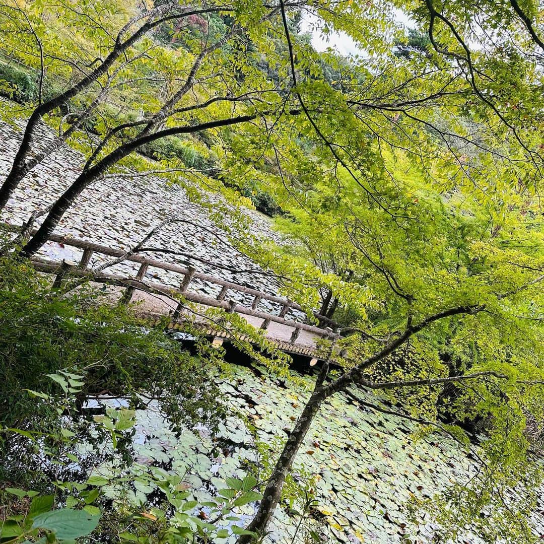 あだち理絵子さんのインスタグラム写真 - (あだち理絵子Instagram)「#トゥエンティクロス  #摩耶山頂　はいつでもいけるやろう、と  #神戸市立森林植物園 東門に  300円投入して  #ハス池  これ花の季節たまらんやろな。  #コスモス　が見頃だから 多目的広場まで歩いたけど そんな群生ではない。  #メタセコイヤ　も見て。  ここからバスも考えたけど 北鈴蘭台は不便かな、と 更に歩くことに。  車道に沿って歩きやすい林道があり 弓削牧場を発見したから 寄り道して休憩して再び林道へ。  また川をクロスできたよ。  #谷上駅　で #おつかれ山  12キロあったけど 勾配が少ないから しんどくはないハイクだった。  9月22日のハナシやけどな😆  #運動大事 #アンチエイジング #体力作り #アラフィフ #山ガール #花おばさん #六甲山」10月6日 20時33分 - adachi.rieko