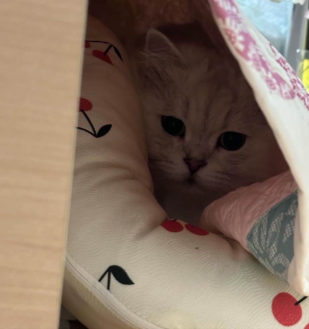 후추네큰언니さんのインスタグラム写真 - (후추네큰언니Instagram)「날씨가 갑자기 추워졌다 감기 조심하세요옹   #후추 #고양이 #cat」10月6日 20時49分 - hoochu_the_cat