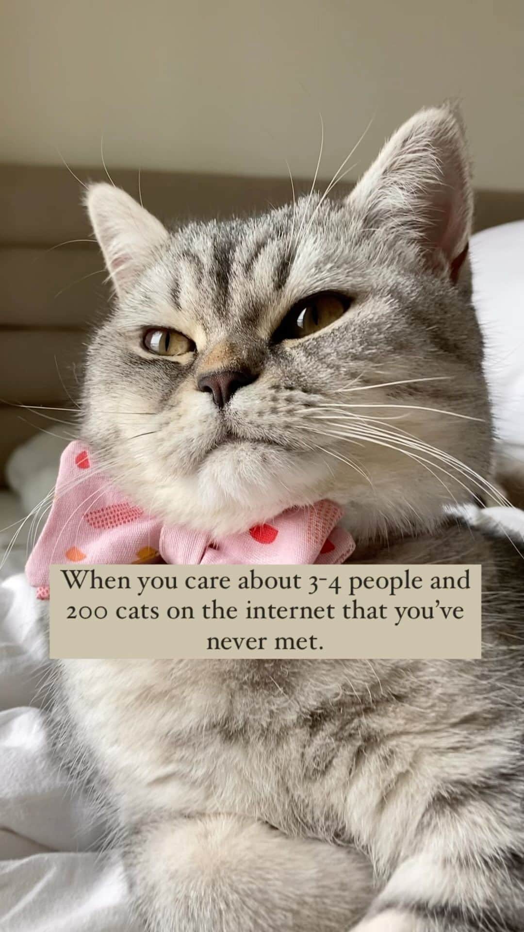 catinberlinのインスタグラム：「Facts. 💁🏼‍♀️😻 Tag someone who’s gulity! 🤓💁🏼‍♀️🙋🏼‍♀️  catinberlin.com  #catsofinstagram #cats #cat #katze #kitty #pets #petsofinstagram #animals #catinberlin #reel #reels #reelsinstagram #funnymemes #funny #funnycats #cute #adorable #weeklyfluff」